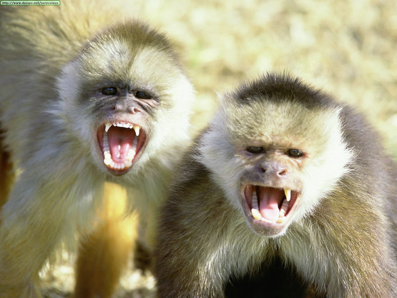 Monkeys photos (I)